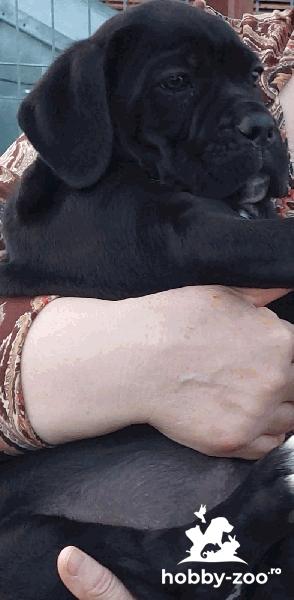 Catei CANE CORSO cu Pedigree