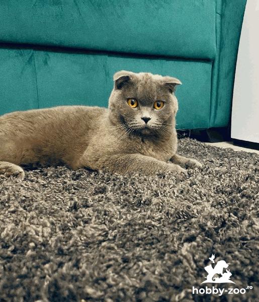 Vand femelă rasa Scottish Fold 