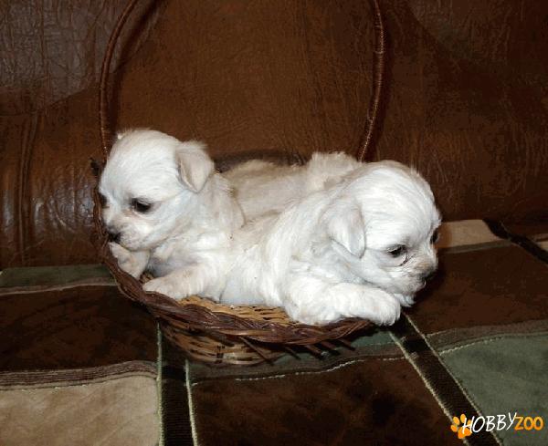 vand avantajos pui havanese
