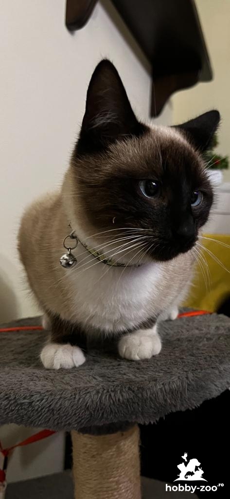 Caut domnișoară pentru împerechere 