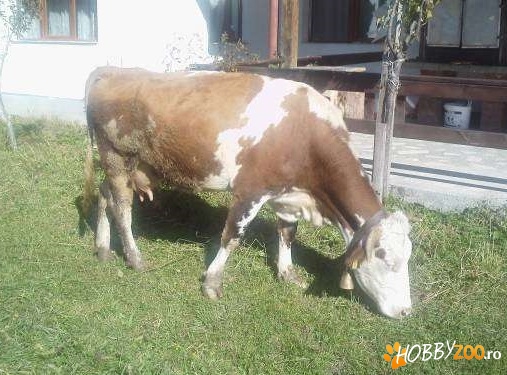 Baltata Romaneasca Brasov