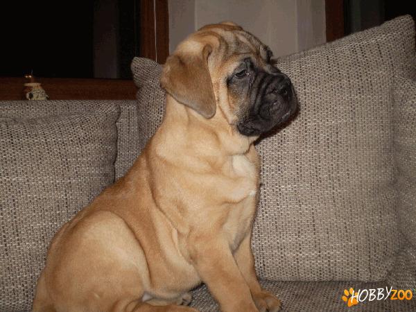 BULLMASTIFF CU PEDIGREE