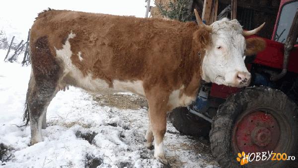de vanzare vaca tanara gestanta
