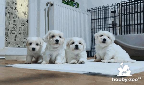 Coton de Tulear - 3 femele și 2 masculi