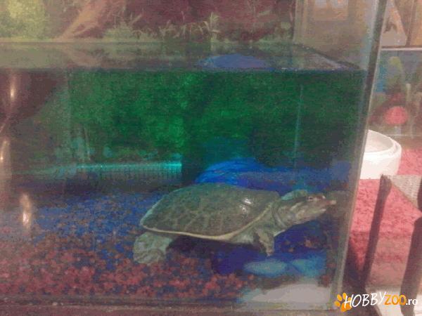 Vand Reptile Exotice 
