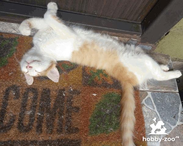 Pisoi portocaliu adoptie