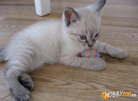 Siamese mascul varsta 6 saptamani