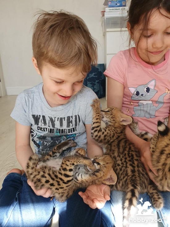 Pisicuta savana, caracal, serval disponibil