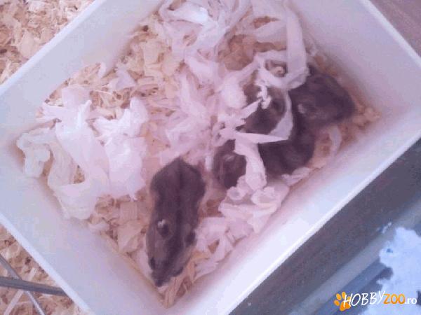  4 Hamsteri pitici  siberieni