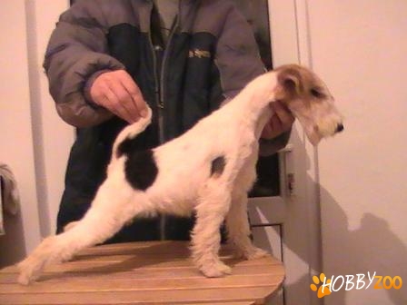 Vand Femela Fox Terrier Cu Pedigree