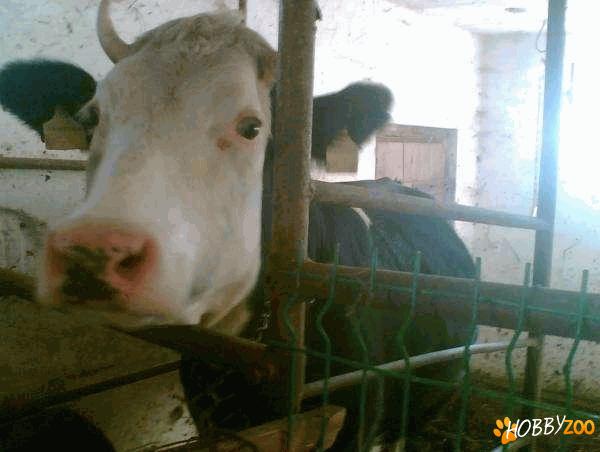 Vaca rasa Holstein gestanta