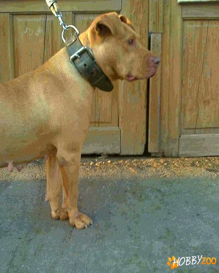 Femela Pitbull Rednouse