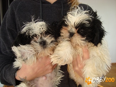 Shih-Tzu de vanzare