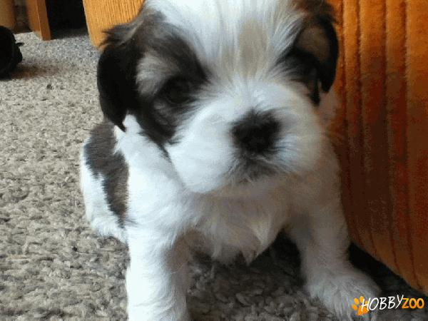 Shih-tzu 8 saptamani