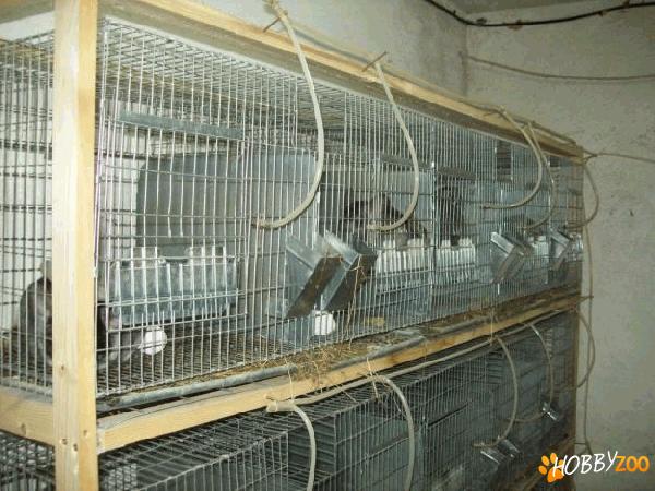 Familie Chinchilla femele
