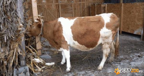 vand vaca rasa red holstein