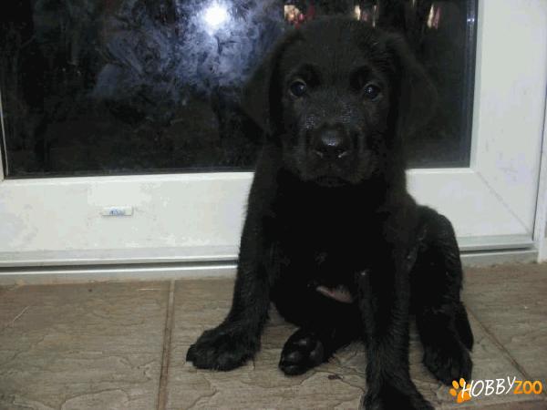 Labrador Retriever negru