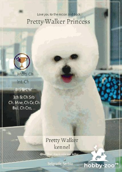 Bichon Frise cățeluși