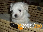 Pui bichon malteze calitate  de  mare