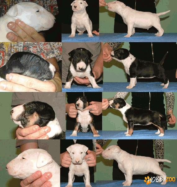 Pui english bull terrier