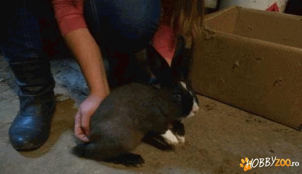 Iepuri de talie mica sunt pui 