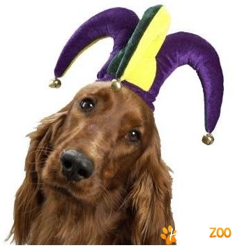 Salon infrumusetare canina