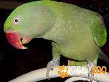 Crescator Vand Papagali 