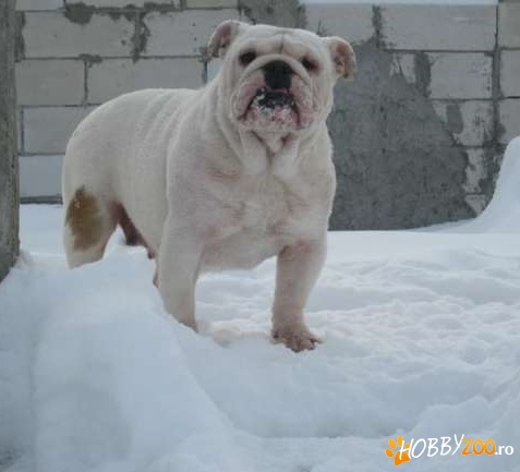 Femela adulta bulldog englez