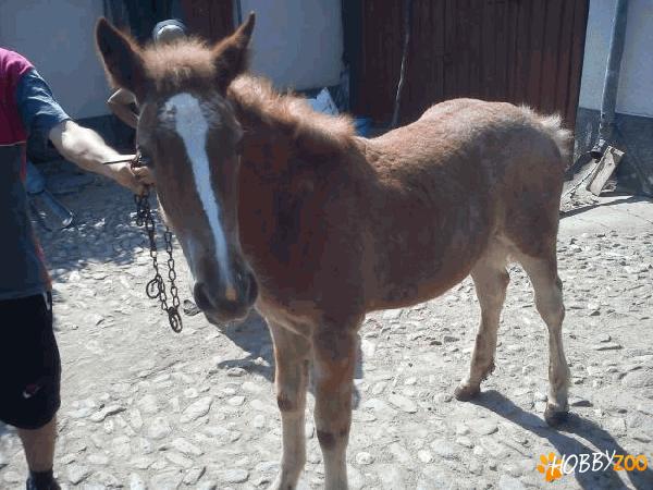 Manza semigrea maronie