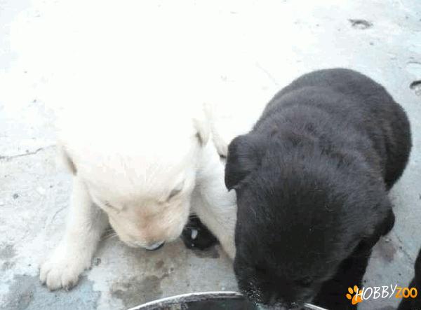 Puiuti de Labrador retriever