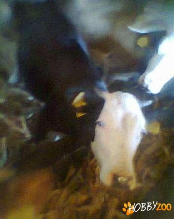 vitea de lapte neagra