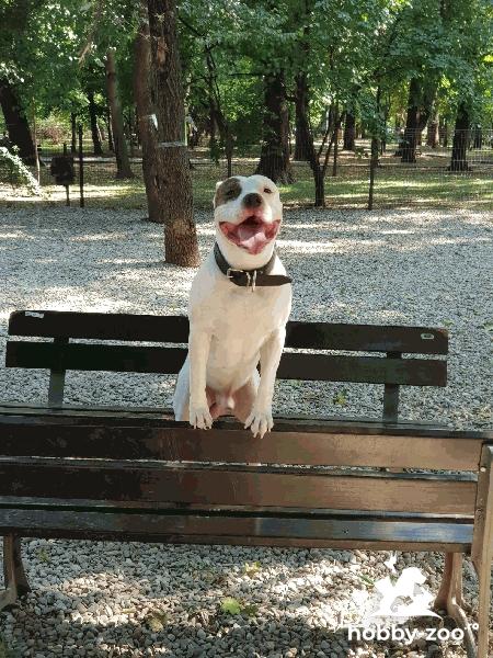 Monta Amstaff 