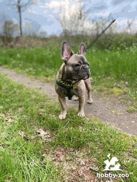 Mascul Bulldog francez