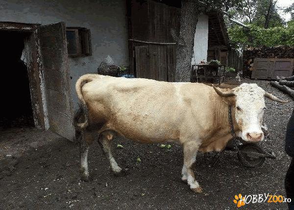 vaca din rasa zimental cu pasaport