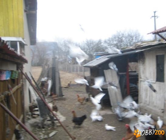 porumbei posta fara inele 