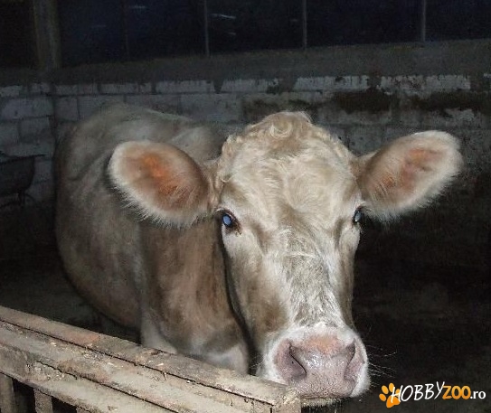 vaca charolaise metis gestanta