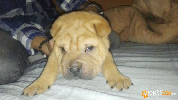 Shar pei femela si masculi