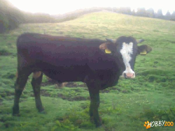Taurasi masculi in greutate