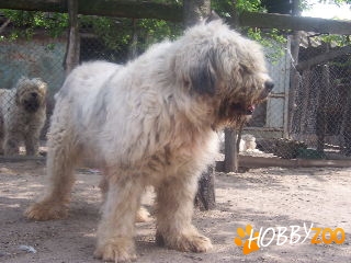 vand pui mioritic  pedigree 100euro