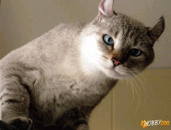 pisicute American Polydactyl
