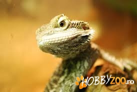 Vand pui Agama cu barba