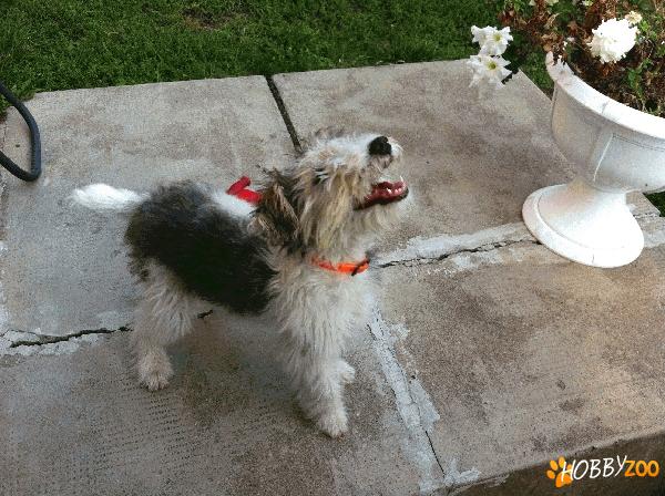 catelusi wire fox terrier