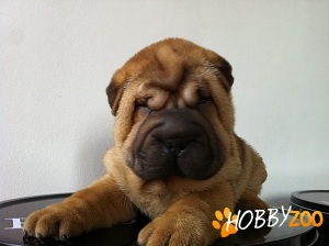 shar pei 