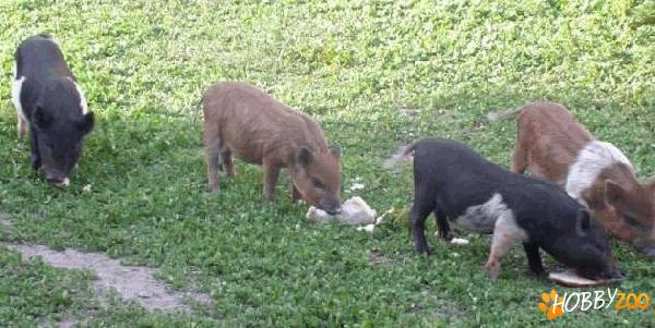 Porci vietnamezi fara grasime