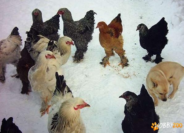 cocosi BRAHMA originali