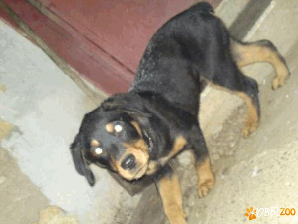 vand pui Rottweiler rasa pura