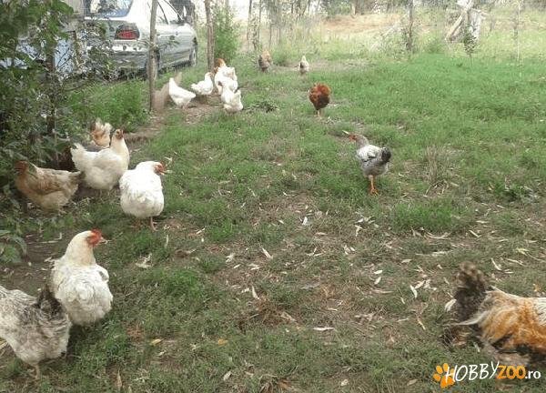 Gaini de curte tineret si cocos