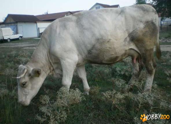 vaca de lapte gestanta