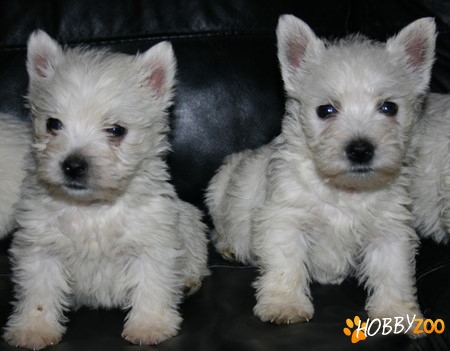vand pui westie wthite terrier