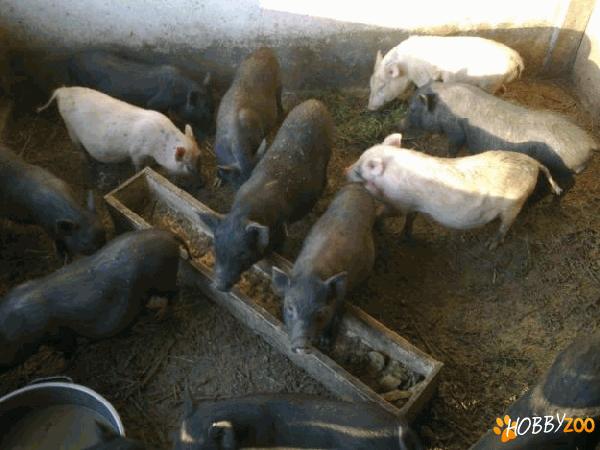 porci vietnamezi Buftea